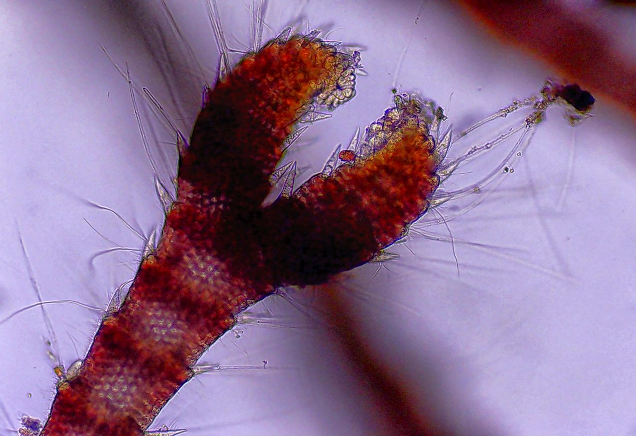 Il velcro del Tirreno, la storia di un''alga